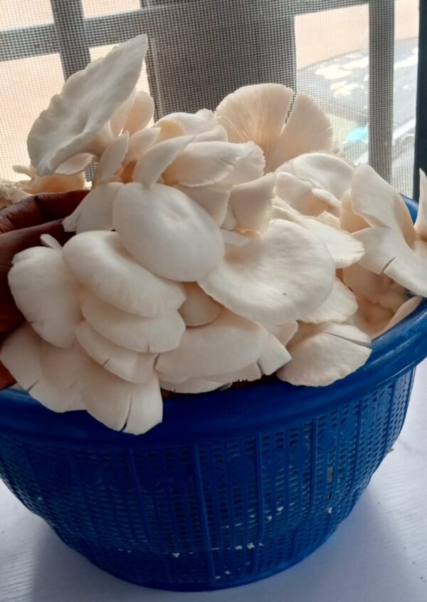 Oyster Mushrooms - Image 3