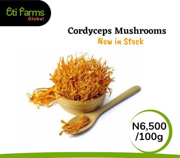 Cordyceps Mushroom