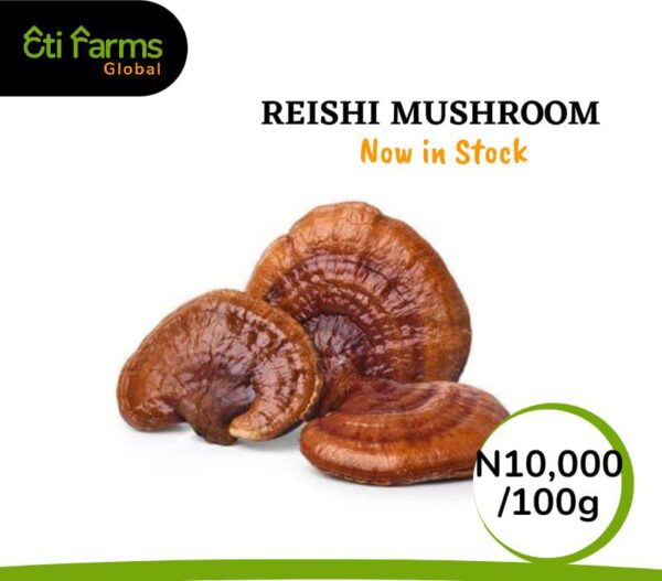 Reishi Mushroom