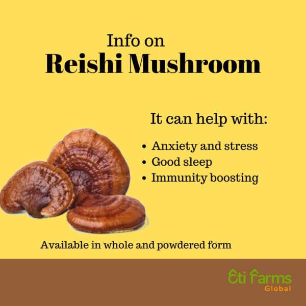 Reishi Mushroom - Image 2