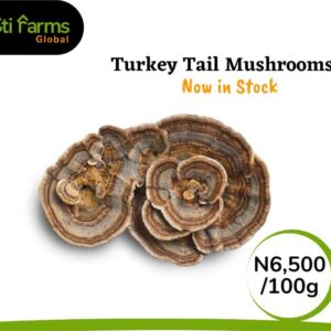 Turkey Tail Mushroom
