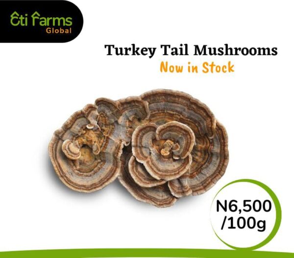 Turkey Tail Mushroom